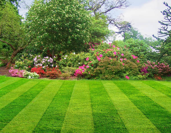 Lawn Care Maintainence