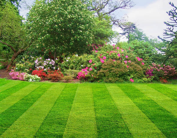 Lawn 2